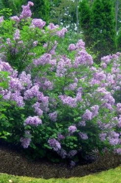 Scentara Double Blue Lilac - 3 Gallon Pot -Wilson Bros Gardens lilac scentara double blue 4