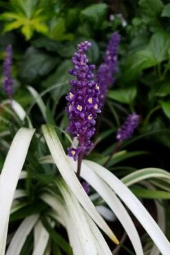 Okina Liriope (Frosted Monkey Grass) - 1 Gallon Pot -Wilson Bros Gardens liriope muscari okina lilyturf 4