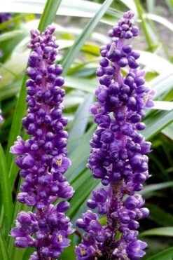 Royal Purple Liriope - Lilyturf - 18 Count Flats Of Pint Pots -Wilson Bros Gardens liriope muscari royal purple lilyturf 103