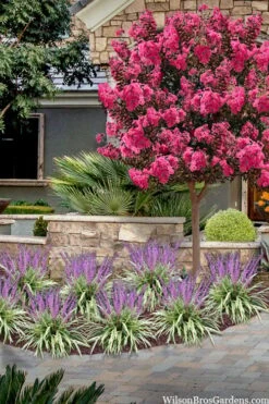 Variegated Liriope - Monkey Grass / Lilyturf - 6 Pack Of Pint Pots -Wilson Bros Gardens liriope muscari variegata variegated liriope lilyturf 2