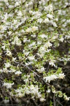 Fragrant Winter Honeysuckle Bush (Lonicera Fragrantissima) - 3 Gallon Pot -Wilson Bros Gardens lonicera fragrantissima winter honeysuckle 14