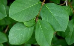 Fragrant Winter Honeysuckle Bush (Lonicera Fragrantissima) - 3 Gallon Pot -Wilson Bros Gardens lonicera fragrantissima winter honeysuckle 18