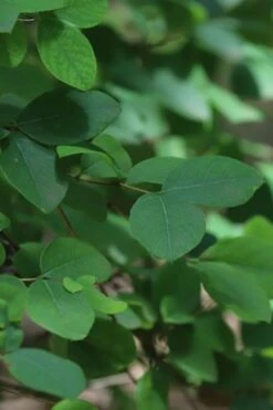 Fragrant Winter Honeysuckle Bush (Lonicera Fragrantissima) - 3 Gallon Pot -Wilson Bros Gardens lonicera fragrantissima winter honeysuckle 19