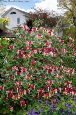 Serotina Fragrant Honeysuckle Vine - 1 Gallon Pot -Wilson Bros Gardens lonicera periclymenum serotina fragrant honeysuckle vine 8