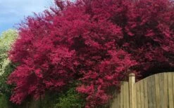 Zhuzhou Loropetalum (Chinese Fringeflower) - 3 Gallon Pot 18 Zhuzhou Loropetalum (Chinese Fringeflower) - 3 Gallon Pot -Wilson Bros Gardens loropetalum chinense zhu zhou 100