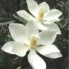 Alta Southern Magnolia - 7 Gallon Pot (3-4') -Wilson Bros Gardens magnolia alta 3