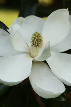 Edith Bogue Cold Hardy Evergreen Magnolia - 5 Gallon Pot 19 Edith Bogue Cold Hardy Evergreen Magnolia - 5 Gallon Pot -Wilson Bros Gardens magnolia edith bogue 6 1