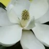 Edith Bogue Cold Hardy Evergreen Magnolia - 5 Gallon Pot -Wilson Bros Gardens magnolia edith bogue 6