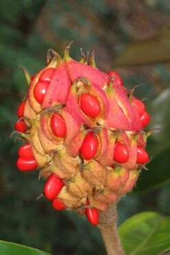 Victoria Cold Hardy Evergreen Magnolia - 7 Gallon Pot (3-4') -Wilson Bros Gardens magnolia edith bogue fruit 1 1