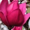 Pink Pyramid Magnolia (Tulip Tree) - 7 Gallon Pot 2 Pink Pyramid Magnolia (Tulip Tree) - 7 Gallon Pot -Wilson Bros Gardens magnolia pink pyramid tulip tree 4