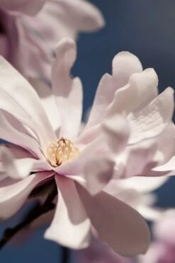 Waterlily Star Magnolia Tree - 3 Gallon Pot -Wilson Bros Gardens magnolia stellata waterlily 102