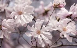 Waterlily Star Magnolia Tree - 3 Gallon Pot -Wilson Bros Gardens magnolia stellata waterlily 106