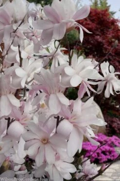 Waterlily Star Magnolia Tree - 3 Gallon Pot -Wilson Bros Gardens magnolia stellata waterlily 108