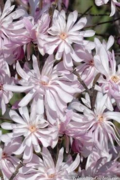 Waterlily Star Magnolia Tree - 3 Gallon Pot