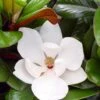 Teddy Bear Dwarf Southern Magnolia - 7 Gallon Pot (3-4') -Wilson Bros Gardens magnolia teddy bear 10