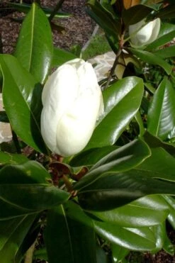 Victoria Cold Hardy Evergreen Magnolia - 7 Gallon Pot (3-4') -Wilson Bros Gardens magnolia victoria 8