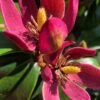 Stellar Ruby Magnolia Single Trunk Tree (Banana Shrub Hybrid) - 7 Gallon Pot (4-5')