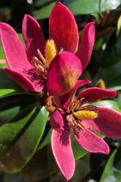 Stellar Ruby Magnolia Single Trunk Tree (Banana Shrub Hybrid) - 7 Gallon Pot (4-5')
