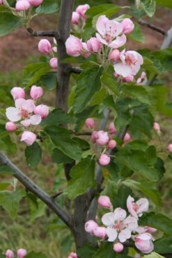 American Sweet Crabapple Tree (Malus Coronaria) - 1 Gallon Pot 14 American Sweet Crabapple Tree (Malus Coronaria) - 1 Gallon Pot -Wilson Bros Gardens malus coronaria american sweet crabapple 2