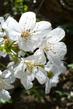 American Sweet Crabapple Tree (Malus Coronaria) - 1 Gallon Pot 15 American Sweet Crabapple Tree (Malus Coronaria) - 1 Gallon Pot -Wilson Bros Gardens malus coronaria american sweet crabapple 3