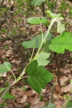 American Sweet Crabapple Tree (Malus Coronaria) - 1 Gallon Pot 17 American Sweet Crabapple Tree (Malus Coronaria) - 1 Gallon Pot -Wilson Bros Gardens malus coronaria american sweet crabapple 5