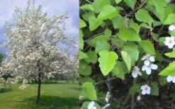 American Sweet Crabapple Tree (Malus Coronaria) - 1 Gallon Pot 16 American Sweet Crabapple Tree (Malus Coronaria) - 1 Gallon Pot -Wilson Bros Gardens malus coronaria american sweet crabapple 6