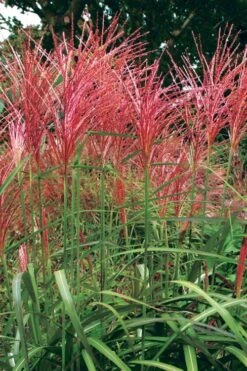 Flame Grass (Miscanthus 'Purpurascens') - 1 Gallon Pot 12 Flame Grass (Miscanthus 'Purpurascens') - 1 Gallon Pot -Wilson Bros Gardens miscanthus purpurascens flame grass 1