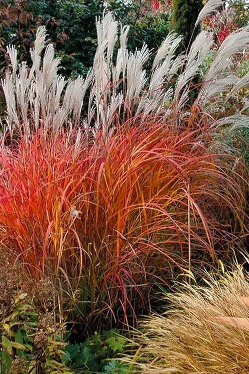 Flame Grass (Miscanthus 'Purpurascens') - 1 Gallon Pot 3 Flame Grass (Miscanthus 'Purpurascens') - 1 Gallon Pot