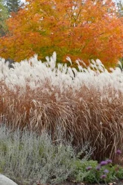 Flame Grass (Miscanthus 'Purpurascens') - 1 Gallon Pot 13 Flame Grass (Miscanthus 'Purpurascens') - 1 Gallon Pot -Wilson Bros Gardens miscanthus purpurascens flame grass 4