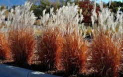 Flame Grass (Miscanthus 'Purpurascens') - 1 Gallon Pot 11 Flame Grass (Miscanthus 'Purpurascens') - 1 Gallon Pot -Wilson Bros Gardens miscanthus purpurascens flame grass 5