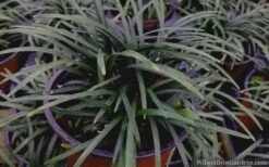 Kyoto Super Dwarf Mondo Grass - 3 Pack Of Pint Pots -Wilson Bros Gardens mondo grass super dwarf 21