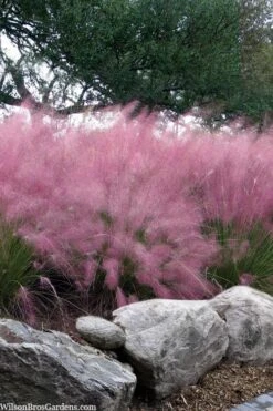 Pink Muhly Grass - Cotton Candy Grass - 1 Gallon Pot 18 Pink Muhly Grass - Cotton Candy Grass - 1 Gallon Pot -Wilson Bros Gardens muhlenbergia capillaris pink muhly cotton candy grass 202
