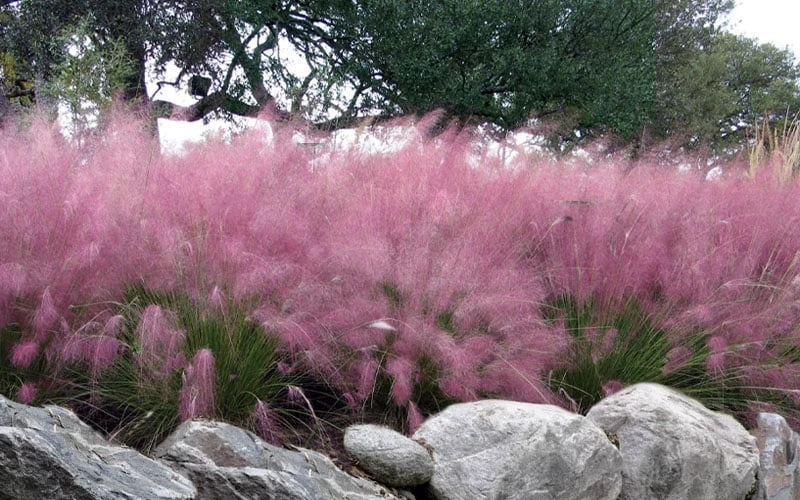 Pink Muhly Grass - Cotton Candy Grass - 1 Gallon Pot 6 Pink Muhly Grass - Cotton Candy Grass - 1 Gallon Pot - Image 4