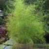 Bamboo Muhly Grass - 3 Gallon Pot 2 Bamboo Muhly Grass - 3 Gallon Pot -Wilson Bros Gardens muhlenbergia dumosa bamboo muhly grass 11