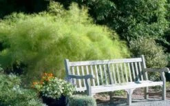 Bamboo Muhly Grass - 3 Gallon Pot -Wilson Bros Gardens muhlenbergia dumosa bamboo muhly grass 12