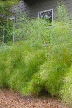 Bamboo Muhly Grass - 3 Gallon Pot -Wilson Bros Gardens muhlenbergia dumosa bamboo muhly grass 13