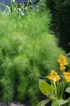 Bamboo Muhly Grass - 3 Gallon Pot -Wilson Bros Gardens muhlenbergia dumosa bamboo muhly grass 14