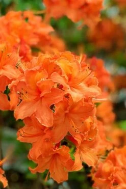 Mandarin Lights Cold Hardy Azalea (Rhododendron) - 1 Gallon Pot -Wilson Bros Gardens native azalea mandarin lights 1