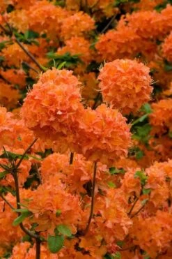 Mandarin Lights Cold Hardy Azalea (Rhododendron) - 1 Gallon Pot
