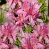 Western Lights Cold Hardy Azalea (Rhododendron) - 3 Gallon Pot 1 Western Lights Cold Hardy Azalea (Rhododendron) - 3 Gallon Pot -Wilson Bros Gardens native azalea western lights 10