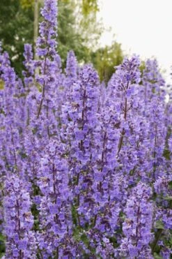 Summer Magic Catmint (Nepeta Grandiflora) - 1 Gallon Pot -Wilson Bros Gardens nepeta grandiflora summer magic catmint 3