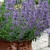 Little Trudy Catmint - 5 Pack Of Quart Pots 2 Little Trudy Catmint - 5 Pack Of Quart Pots -Wilson Bros Gardens nepeta little trudy catmint 11