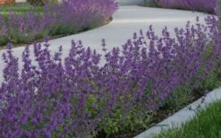 Little Trudy Catmint - 5 Pack Of Quart Pots 12 Little Trudy Catmint - 5 Pack Of Quart Pots -Wilson Bros Gardens nepeta little trudy catmint 5