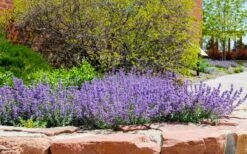 Little Trudy Catmint - 5 Pack Of Quart Pots 11 Little Trudy Catmint - 5 Pack Of Quart Pots -Wilson Bros Gardens nepeta little trudy catmint 8