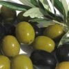 Arbequina Olive Tree - 2 Gallon Pot -Wilson Bros Gardens olive arbequina 5