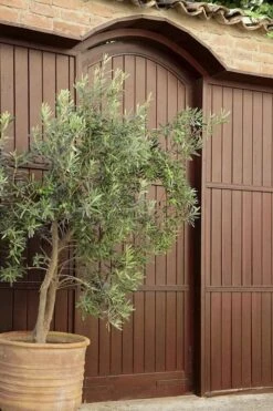 Arbequina Olive Tree - 2 Gallon Pot -Wilson Bros Gardens olive tree arbequina 6