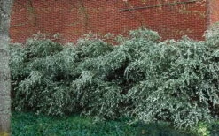 Delavay Tea Olive (Osmanthus Delavayi) - 2 Gallon Pot -Wilson Bros Gardens osmanthus delavayi delavay tea olive 1