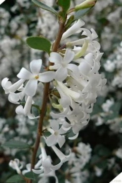 Delavay Tea Olive (Osmanthus Delavayi) - 2 Gallon Pot -Wilson Bros Gardens osmanthus delavayi delavay tea olive 2