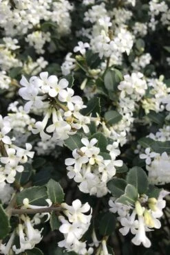 Delavay Tea Olive (Osmanthus Delavayi) - 2 Gallon Pot -Wilson Bros Gardens osmanthus delavayi delavay tea olive 8
