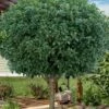 Fruitland's Fortune Tea Olive Single Trunk Tree - 7 Gallon Pot (4-5')